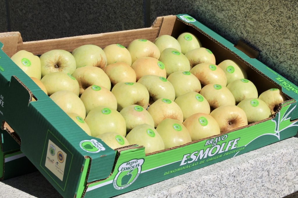  Saborosa, nutritiva e produzida na região. Saiba quais os benefícios da maçã Bravo de Esmolfe - Jornal do Centro