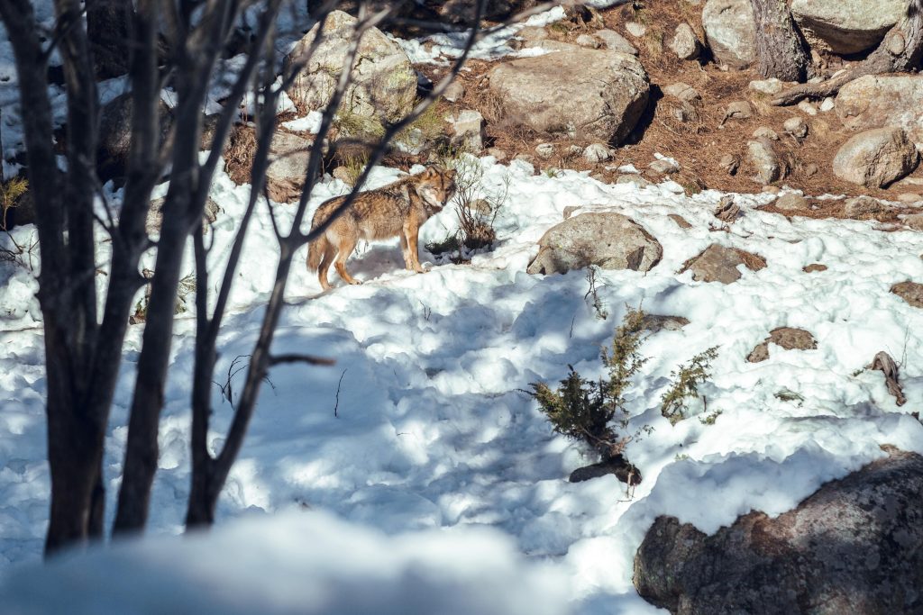  Coexistência de lobos e pessoas na região de Lafões é alvo de estudo - Jornal do Centro