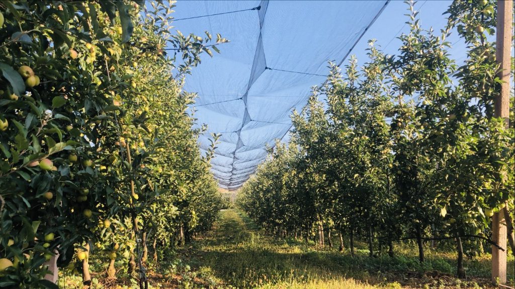  Maçã do Távora com quebra na produção de 70 por cento - Jornal do Centro