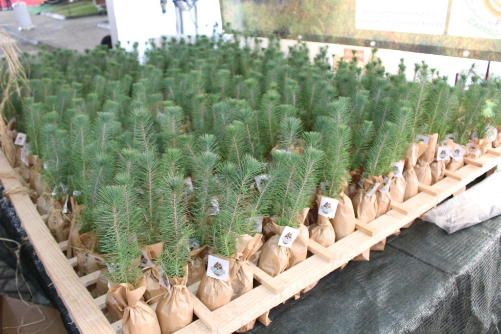  Pinheiro manso reúne especialistas na Superior Agrária de Viseu - Jornal do Centro