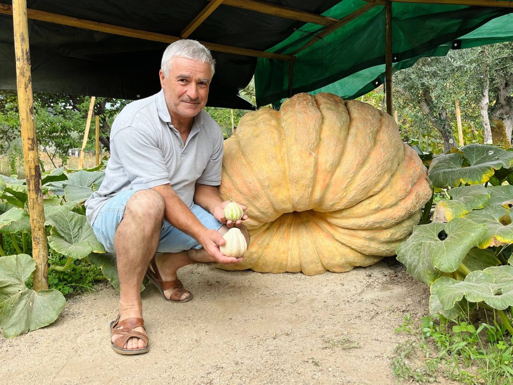  Abóbora com mais de 400kg é uma das concorrentes (de peso) do Festival da Abóbora de Real - Jornal do Centro