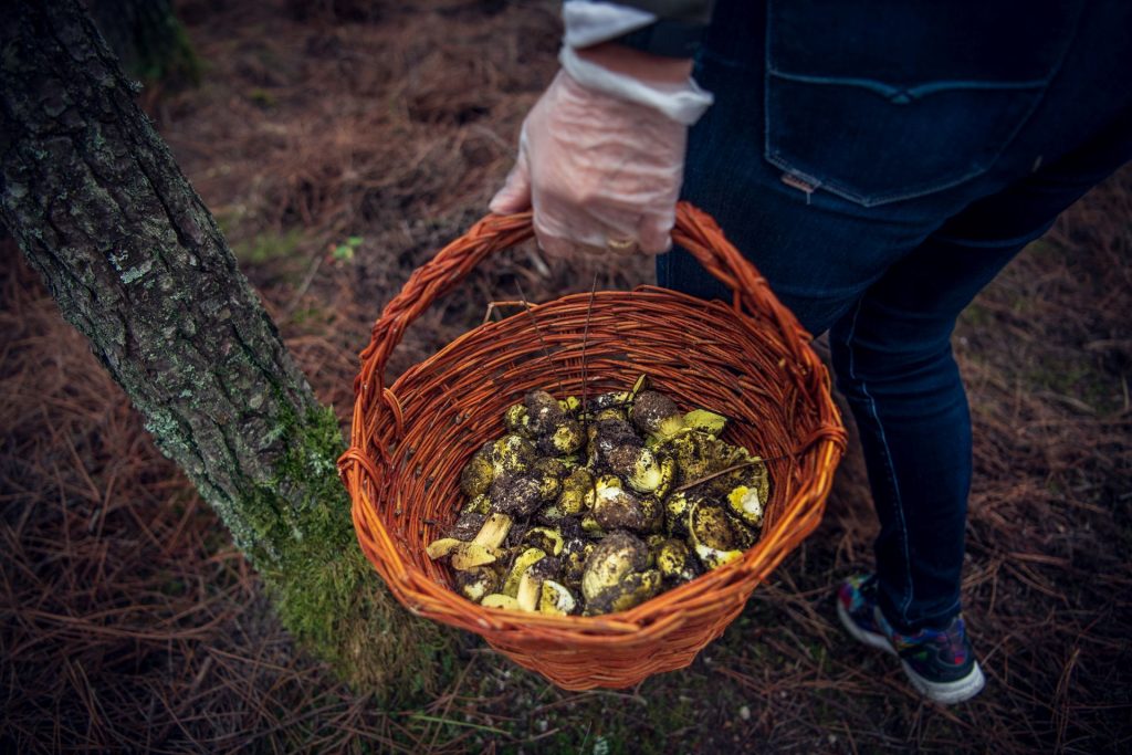  Sátão: é o míscaro, mas também o mel, as castanhas e as batatas - Jornal do Centro