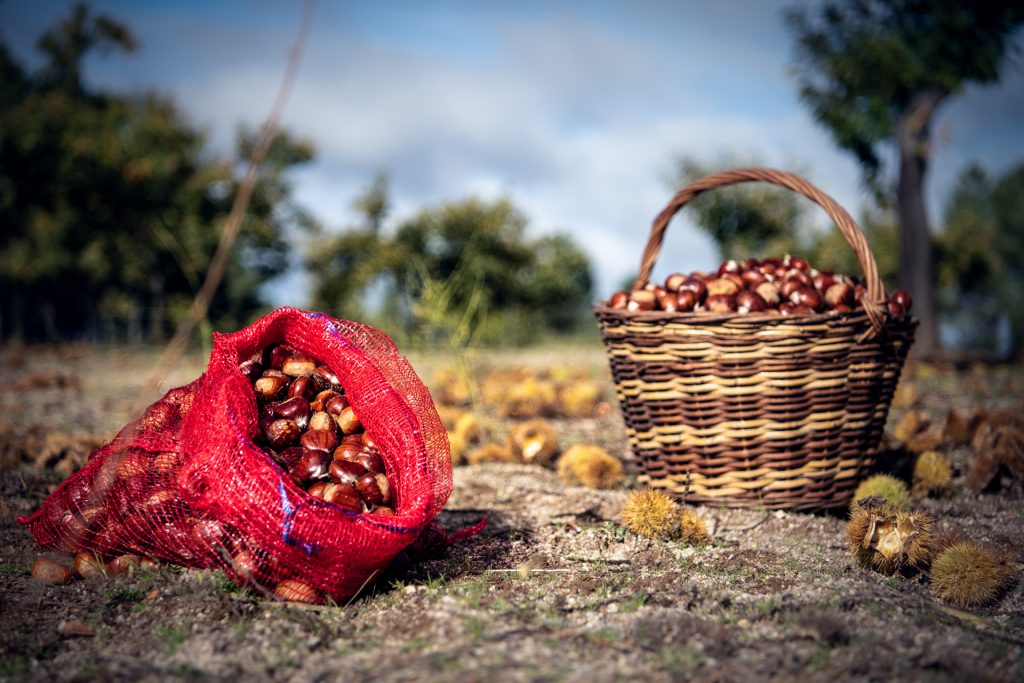  Mercadinho da Aldeia, em Avões (Lamego), dedicado à castanha - Jornal do Centro