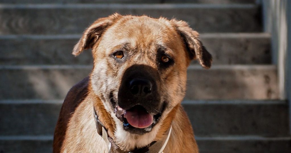  Mais de 200 animais esterilizados com apoio da autarquia de Tondela - Jornal do Centro