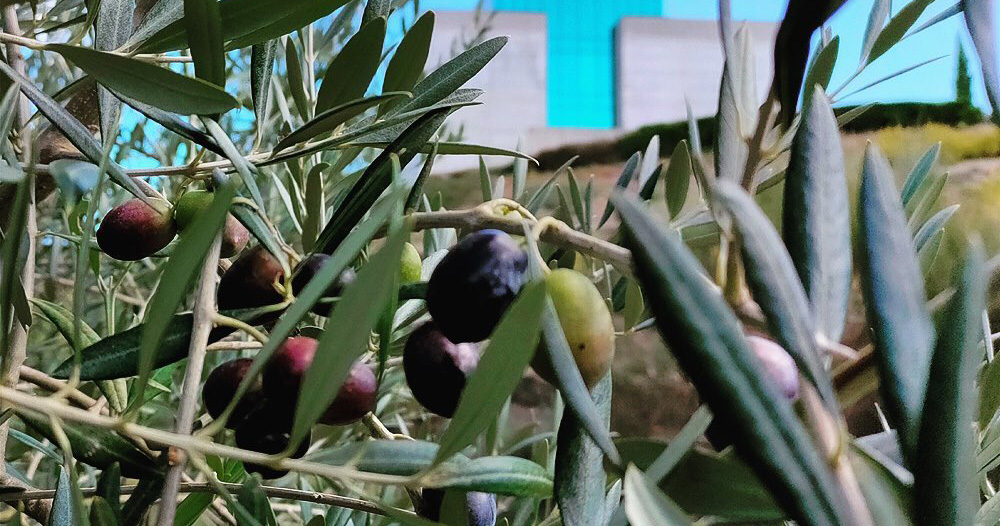  Certificação de azeite do Douro pode avançar em 2025 - Jornal do Centro