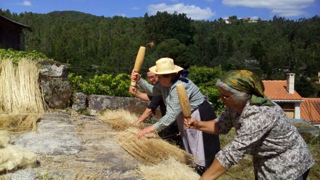  Mulheres de São Pedro do Sul participam em sementeira - Jornal do Centro