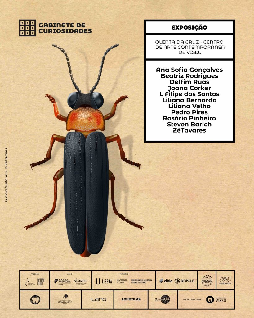 Um “Gabinete de Curiosidades” em Viseu - Jornal do Centro