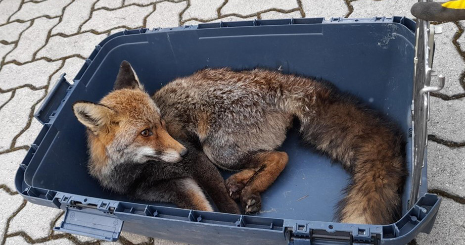  GNR salva raposa vermelha em Moimenta da Beira - Jornal do Centro
