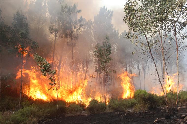  Região com 145 incêndios florestais em três meses - Jornal do Centro