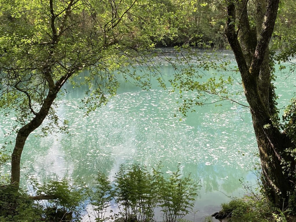  Descarga no rio Dão deixa água turva e peixes a morrer - Jornal do Centro