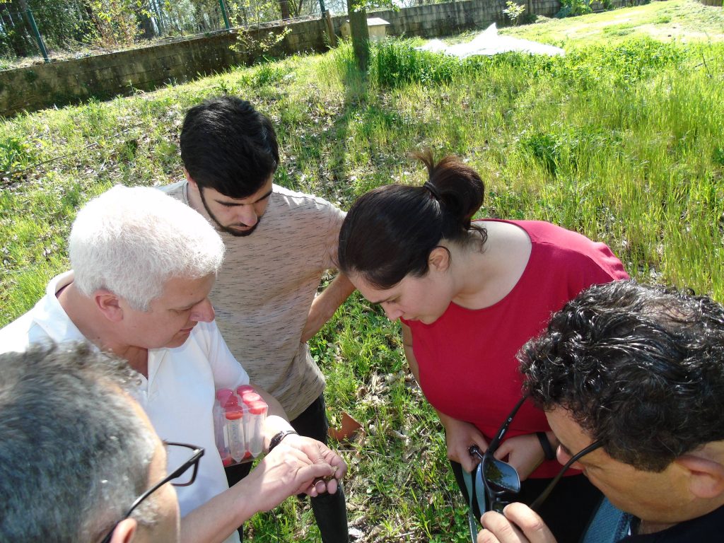  Insetos “bons” combatem insetos “maus”