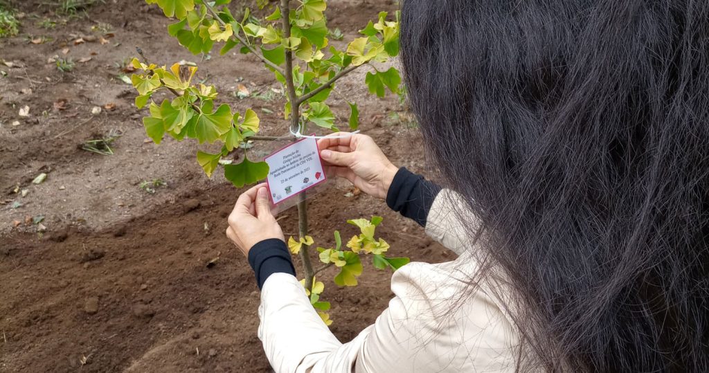  Sapadores florestais organizam plantação em V. N. Paiva - Jornal do Centro