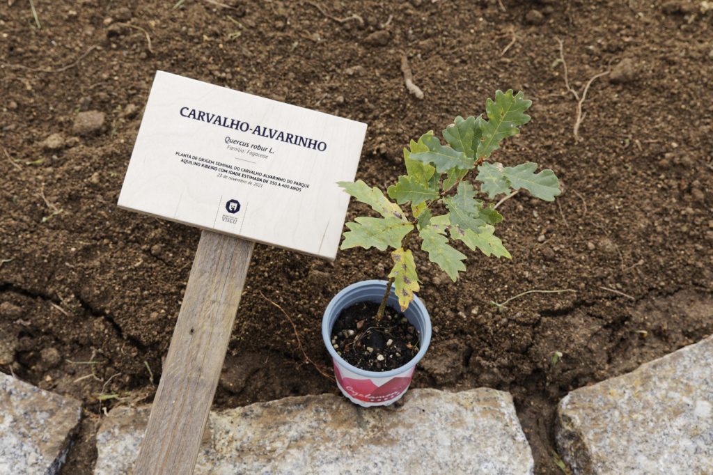  Árvore centenária que caiu no Parque Aquilino Ribeiro dá “filhotes” a Viseu - Jornal do Centro