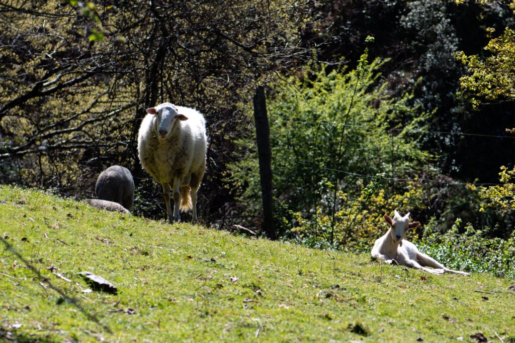  Seca: Resposta do Governo para setor animal é “simplesmente inexistente, diz CAP - Jornal do Centro