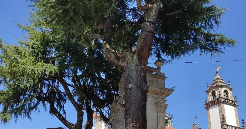  Árvore com 80 anos vai ser abatida em Viseu - Jornal do Centro