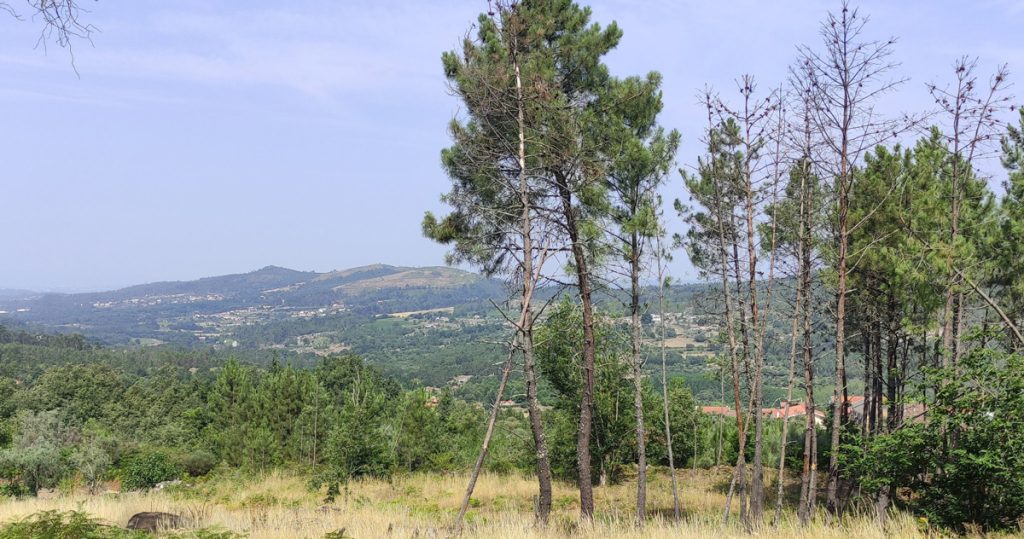  Empresa Mota-Engil vai plantar mais de 72 mil árvores em Mangualde - Jornal do Centro