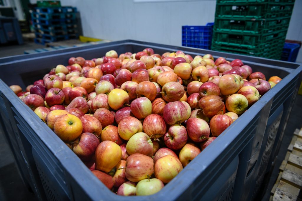  Especialistas debatem em Moimenta da Beira inovações na área da fruta - Jornal do Centro