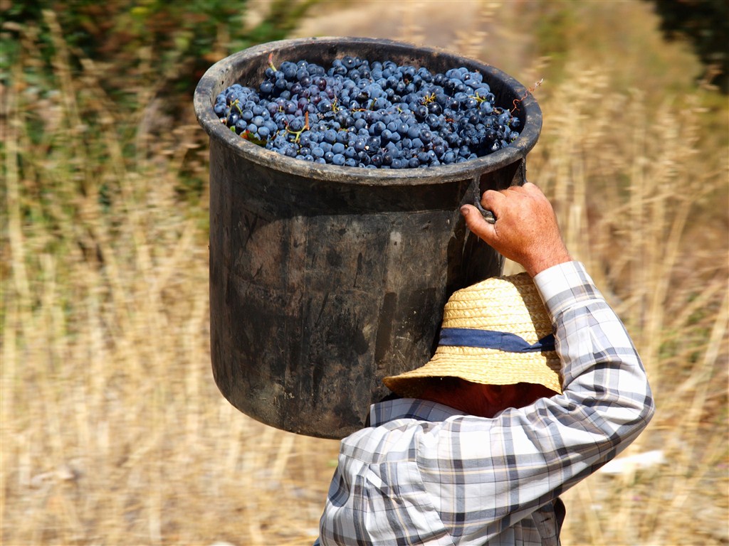  Viticultores alertam para "catástrofe social" no Douro e avançam com manifestação