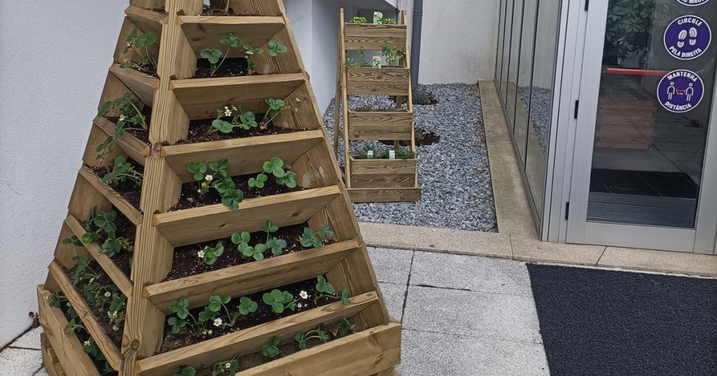  Alunos da Escola Superior de Saúde cultivam morangos, alfaces e plantas - Jornal do Centro