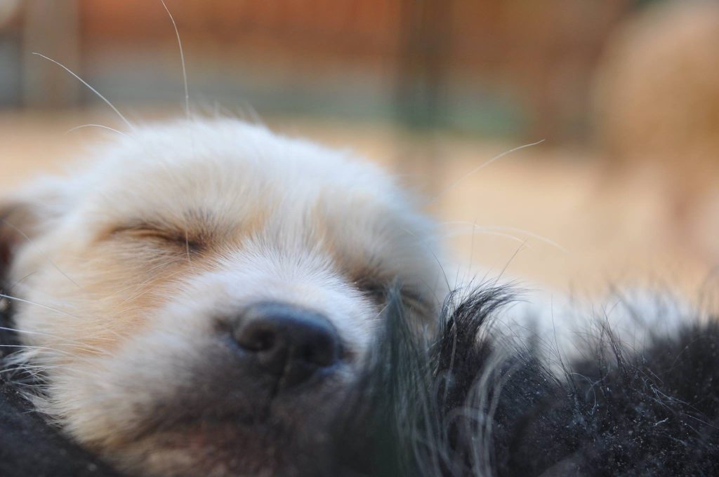  Seia organiza primeiro caniltrail a 7 de abril - Jornal do Centro