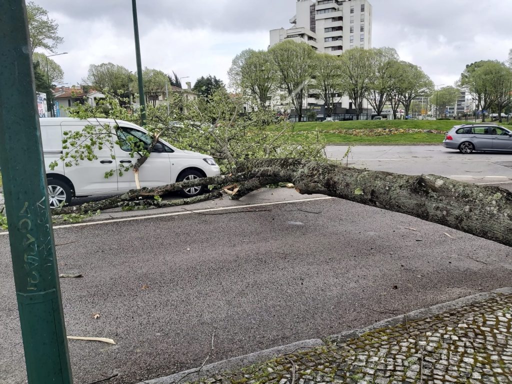  Vento forte derruba mais de 30 árvores no distrito de Viseu - Jornal do Centro