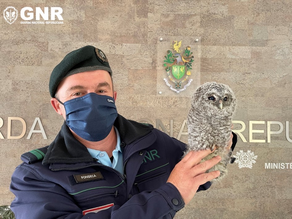  GNR resgata corujas “perdidas” em Viseu e Armamar - Jornal do Centro