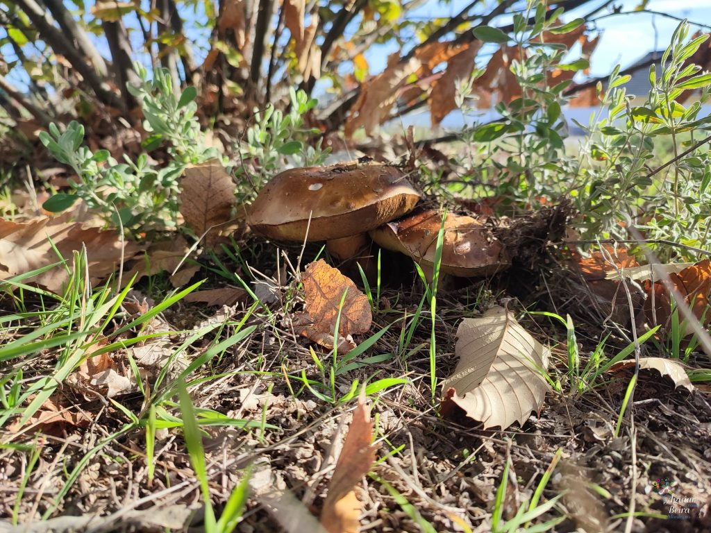  Certame em Aguiar da Beira valoriza o míscaro e a gastronomia local - Jornal do Centro
