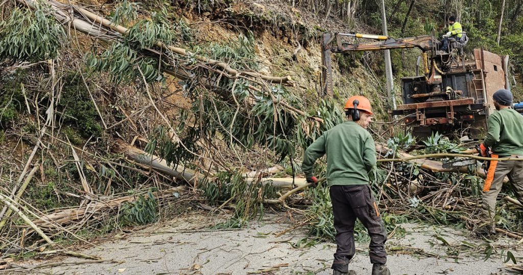  Árvores em risco de cair abatidas no concelho de Mortágua - Jornal do Centro