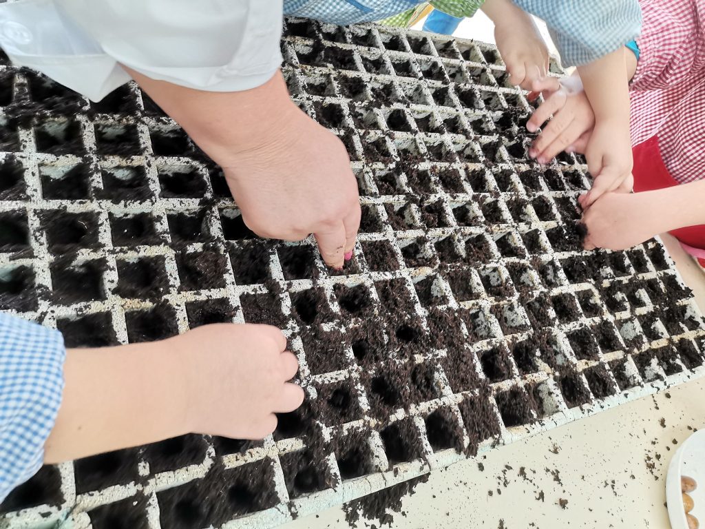  Sátão: Crianças do jardim de infância criam sementeiras para plantas aromáticas e árvores - Jornal do Centro