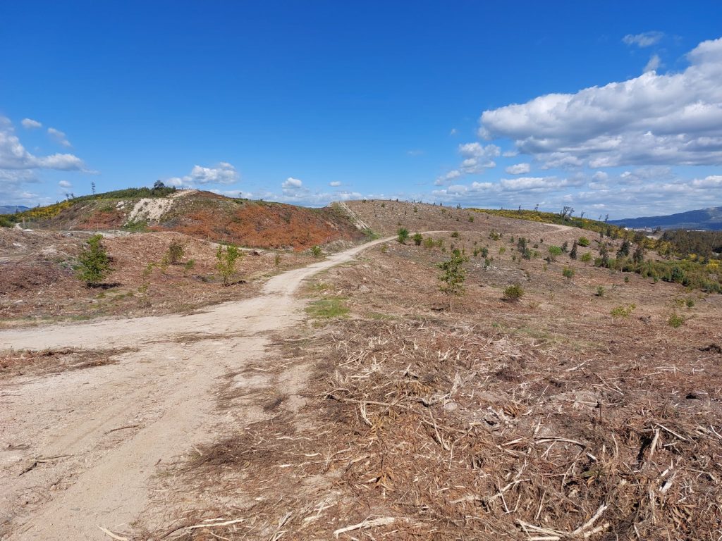  Oliveira de Frades com “forte aposta” na defesa da floresta contra incêndios - Jornal do Centro