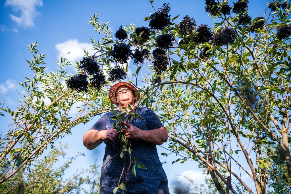  Projeto criado em Tarouca permite a criação de novos produtos a partir do sabugueiro - Jornal do Centro