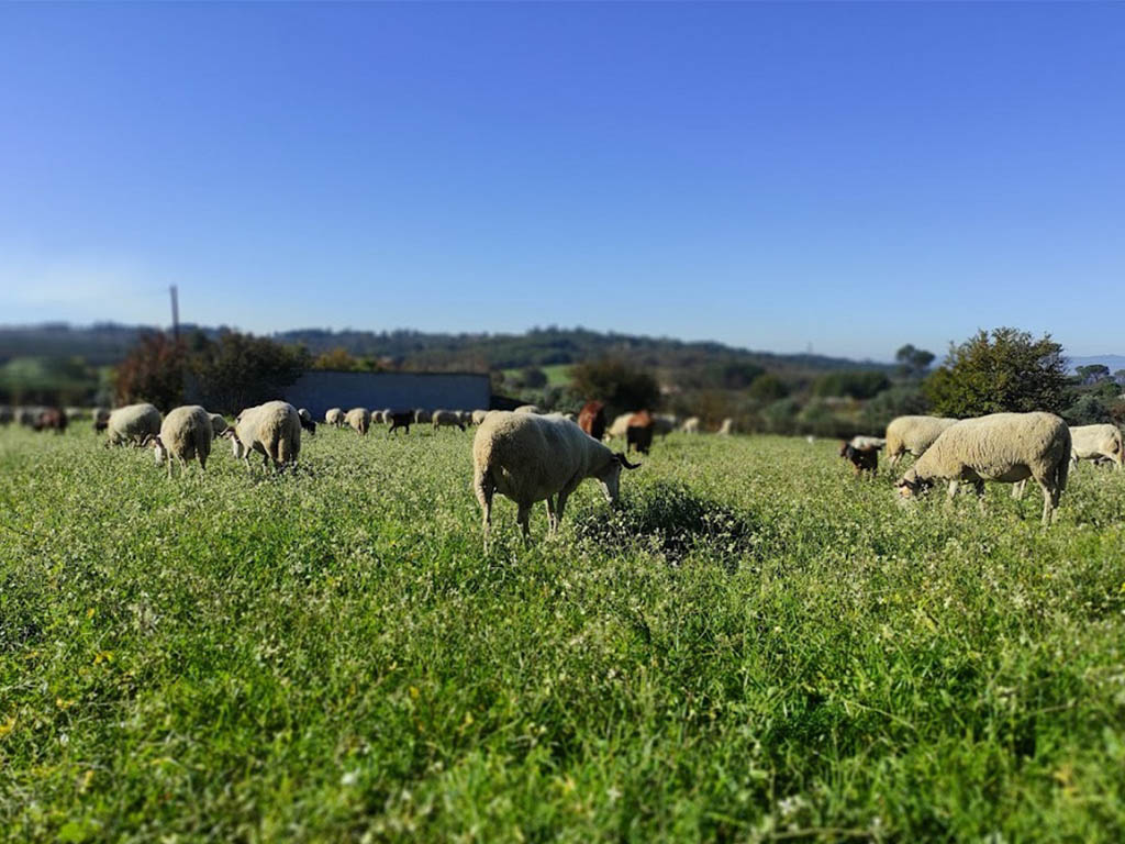  Cães vadios matam ovelhas e causam prejuízos em Vouzela - Jornal do Centro