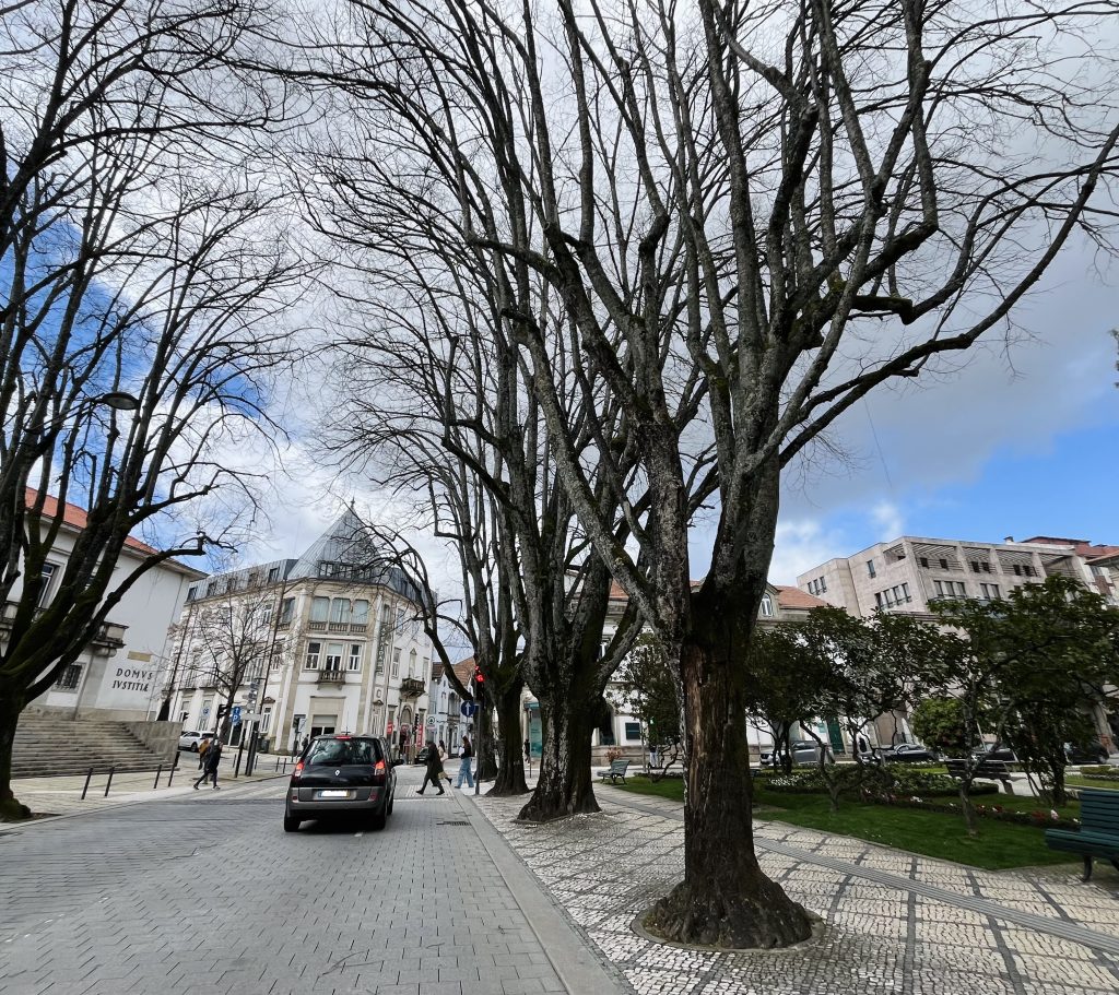  Tília doente do Rossio (Viseu) vai ser abatida
