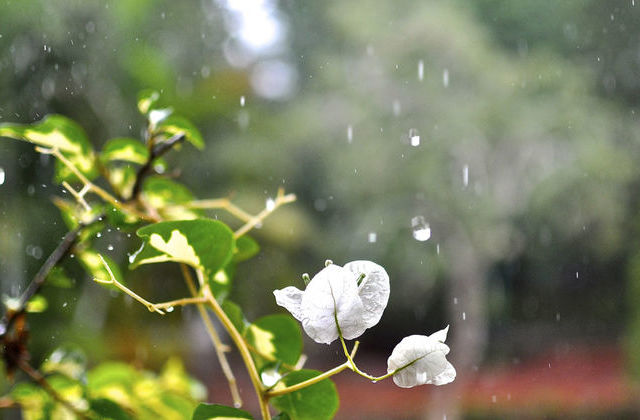  Chuva regressa esta terça-feira - Jornal do Centro