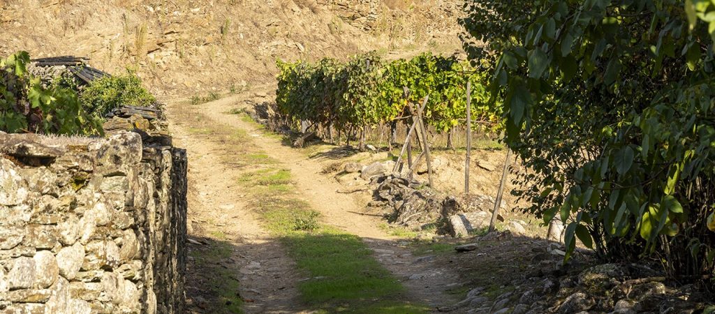  Grande Rota dos Vinhos da Europa alargada a Armamar - Jornal do Centro