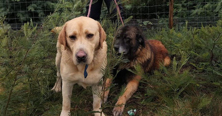  Cães perdidos no IP5 foram recuperados pela GNR e entregues ao dono - Jornal do Centro