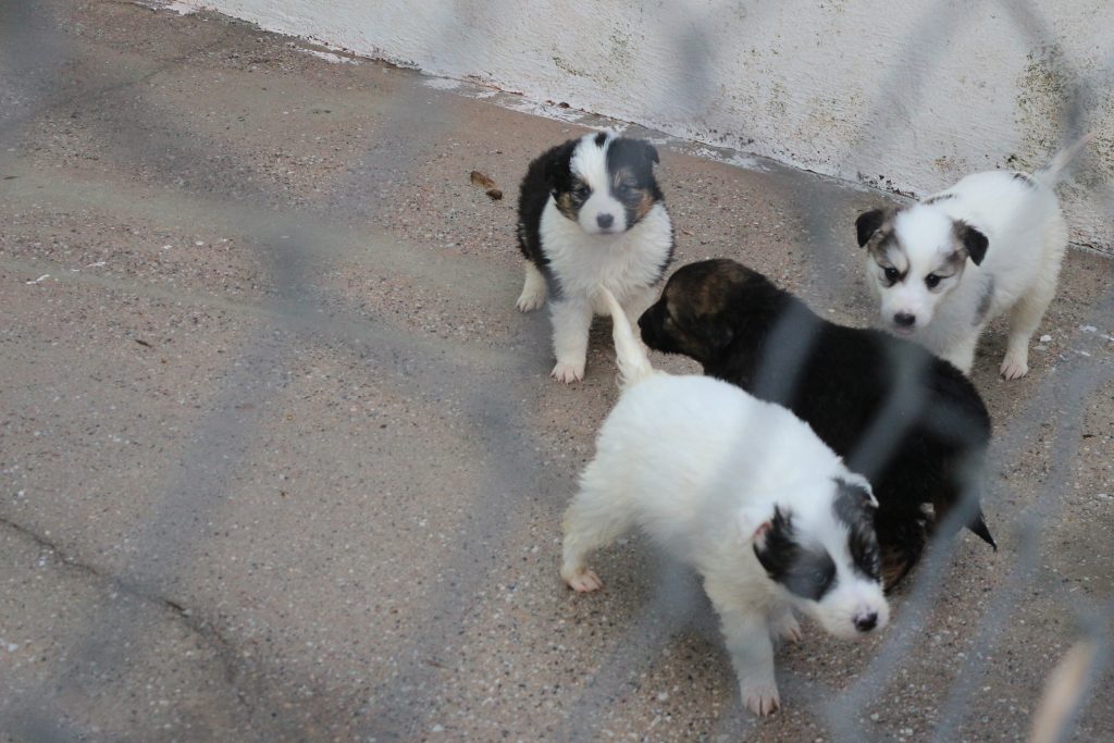  Mais de 400 animais recolhidos em Mangualde, Aguiar da Beira, Penalva do Castelo e Sátão - Jornal do Centro