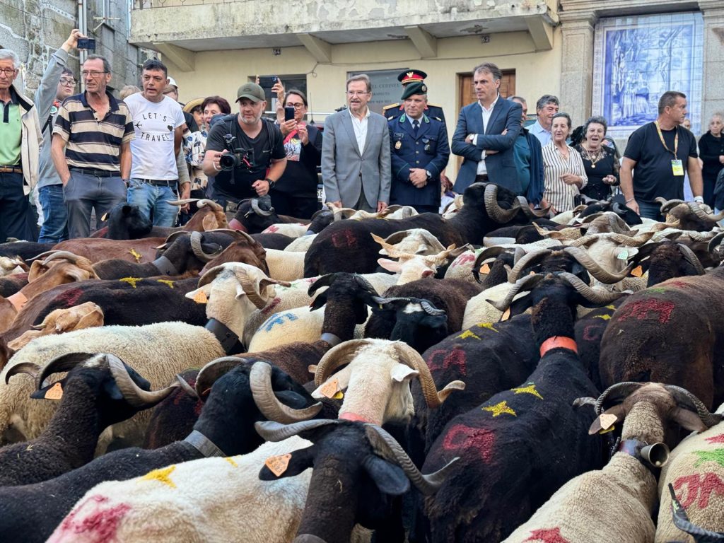  Castro Daire celebrou a festa dos rebanhos que sobrem à Serra do Montemuro - Jornal do Centro