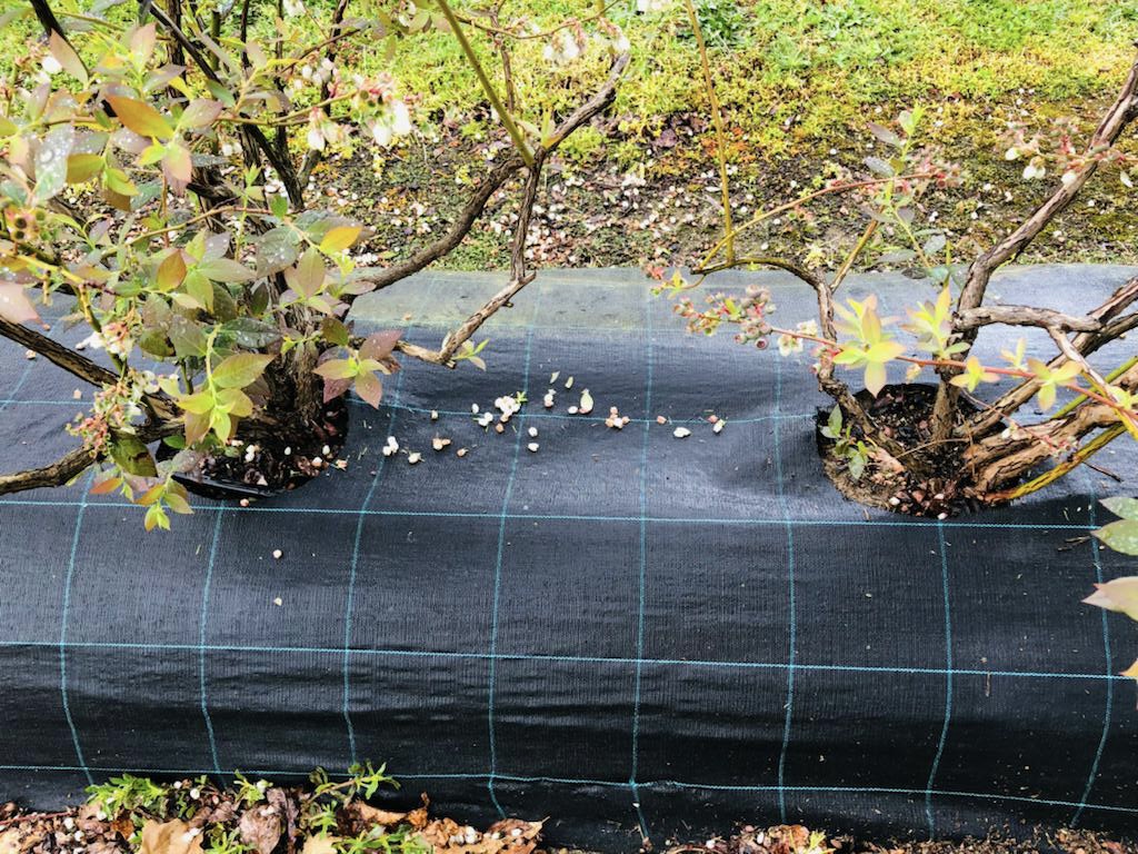  Granizo arrasa com culturas de frutos vermelhos em Mangualde - Jornal do Centro