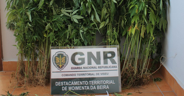  Mulher de 62 anos detida por suspeita de tráfico de droga - Jornal do Centro