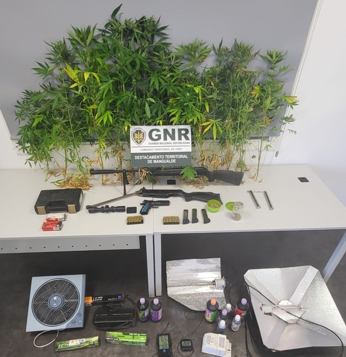 GNR apreensão canábis GNR encontra plantação de canábis e prende homem de 45 anos - Jornal do Centro