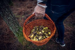 apanha_dos_miscaros_6_of_16