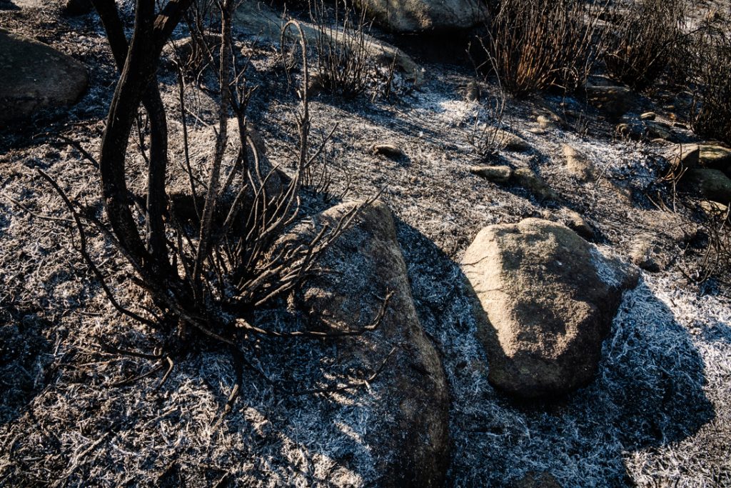  Incêndios: Associação Zero alerta para a necessidade de estabilizar terrenos afetados - Jornal do Centro
