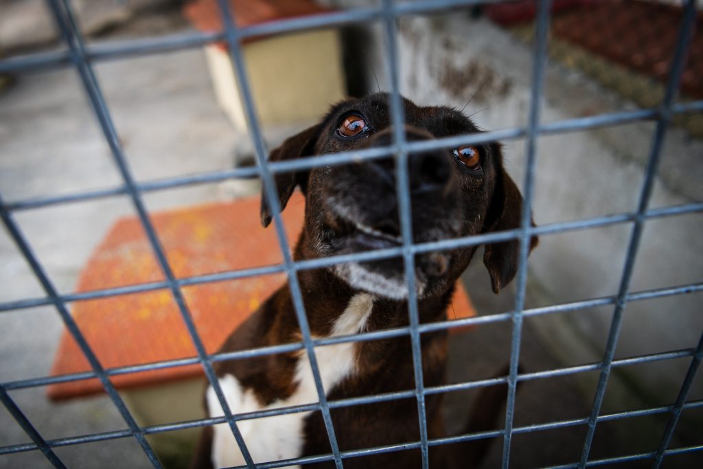  Canil intermunicipal de Sátão promove campanha de recolha de alimentos para animais - Jornal do Centro