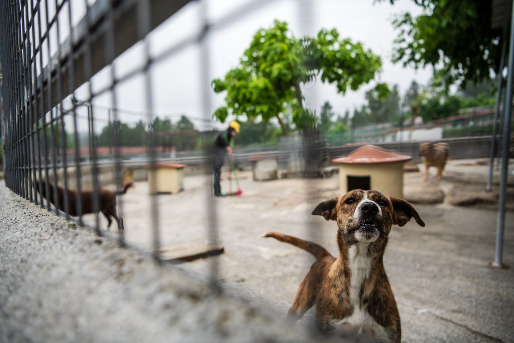  Quase metade dos animais abandonados em Viseu são adotados - Jornal do Centro