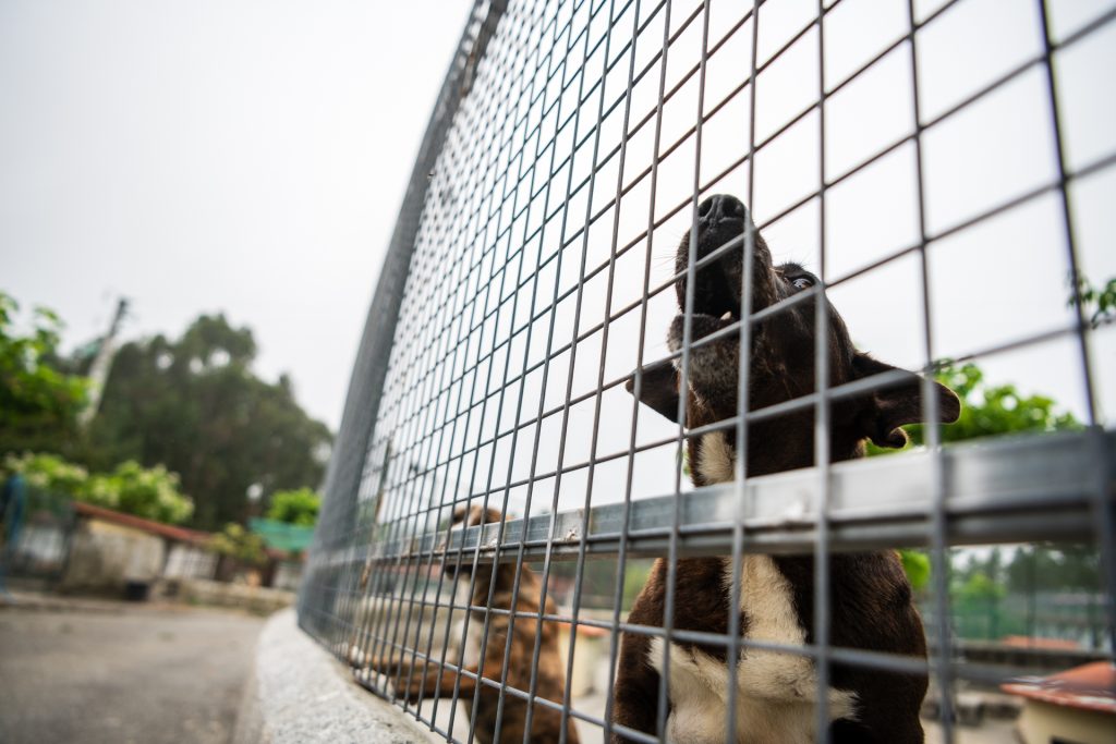  Campanha de adoção de animais no “Cantinho” em Viseu suspensa na época de Natal - Jornal do Centro