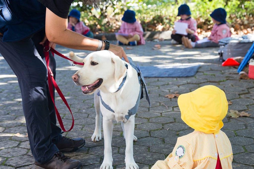  Cães ao serviço da inclusão: "Vai CãoMigo" arranca em Mortágua