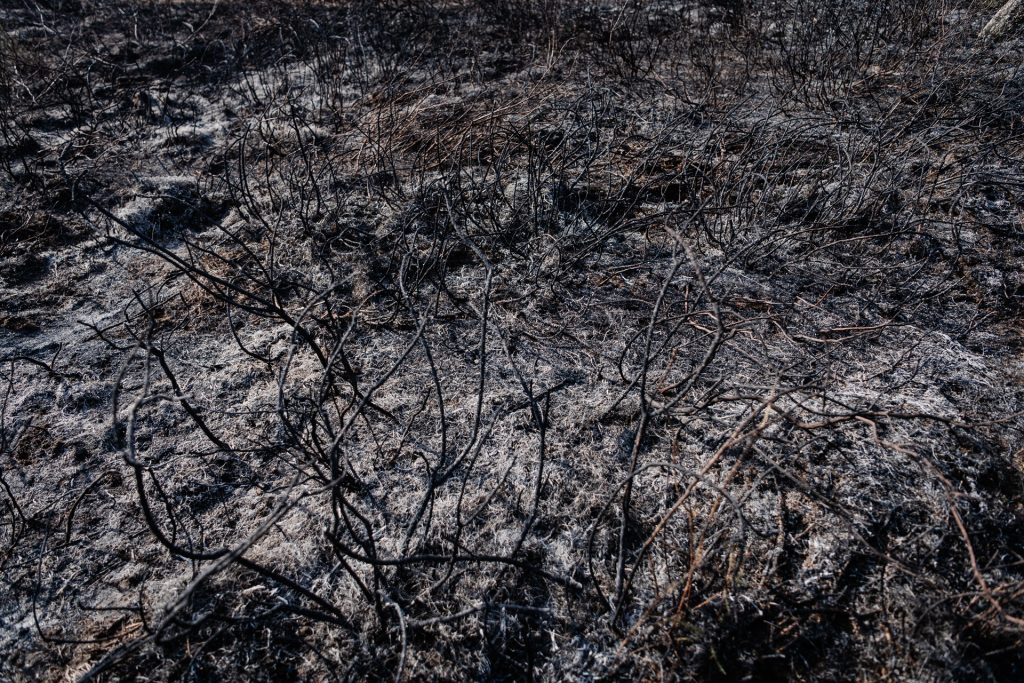  Incêndios: Carregal do Sal com prejuízos de 1,85 milhões de euros - Jornal do Centro