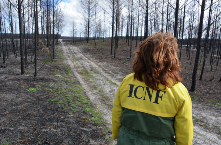 icnf_trabalhadores_1_728_2500