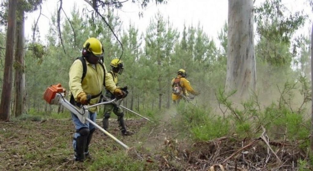  Prazo para limpeza de terrenos termina hoje e GNR inicia começa amanhã a fiscalização - Jornal do Centro